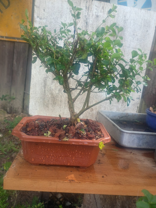 Privet and other native East Texas Bonsai